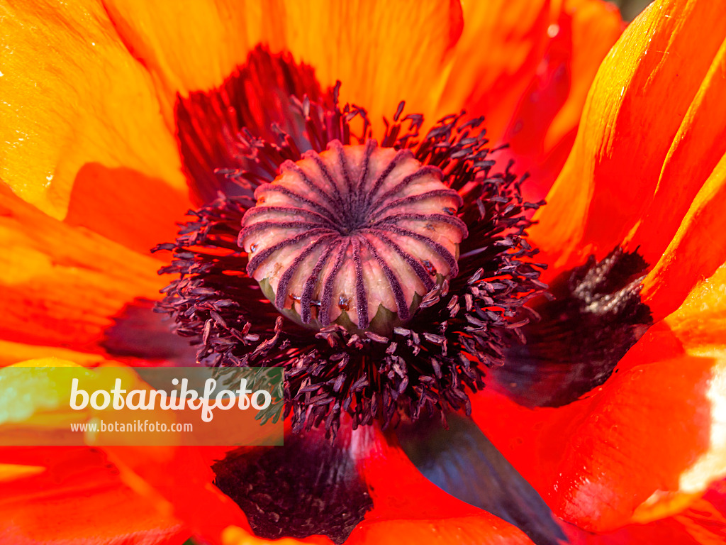 438193 - Oriental poppy (Papaver orientale)