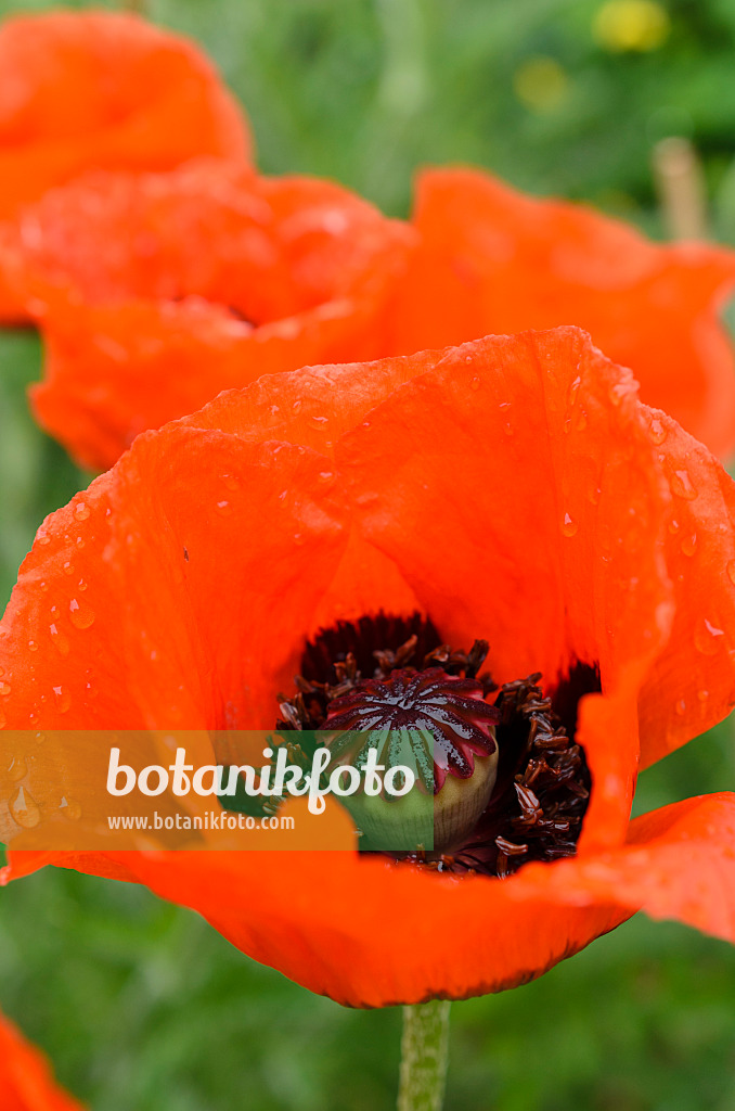 508559 - Oriental poppy (Papaver orientale)