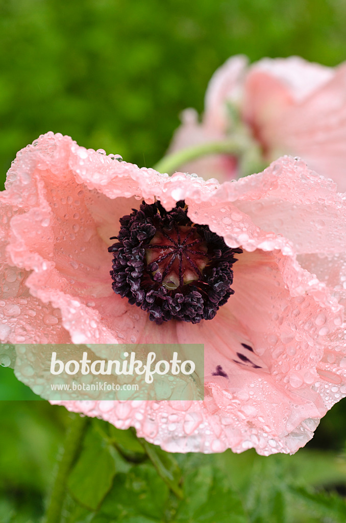 497002 - Oriental poppy (Papaver orientale 'Juliane')