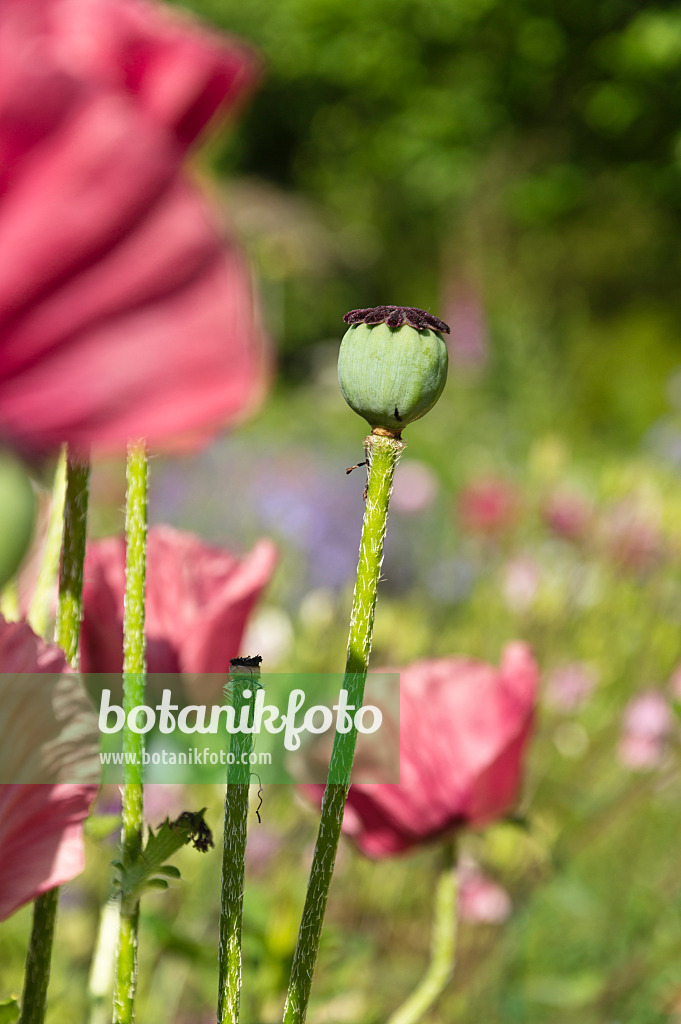 509045 - Oriental poppy (Papaver orientale 'Marlene')