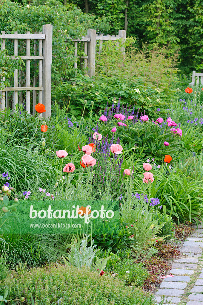 472329 - Oriental poppy (Papaver orientale) and peony (Paeonia)