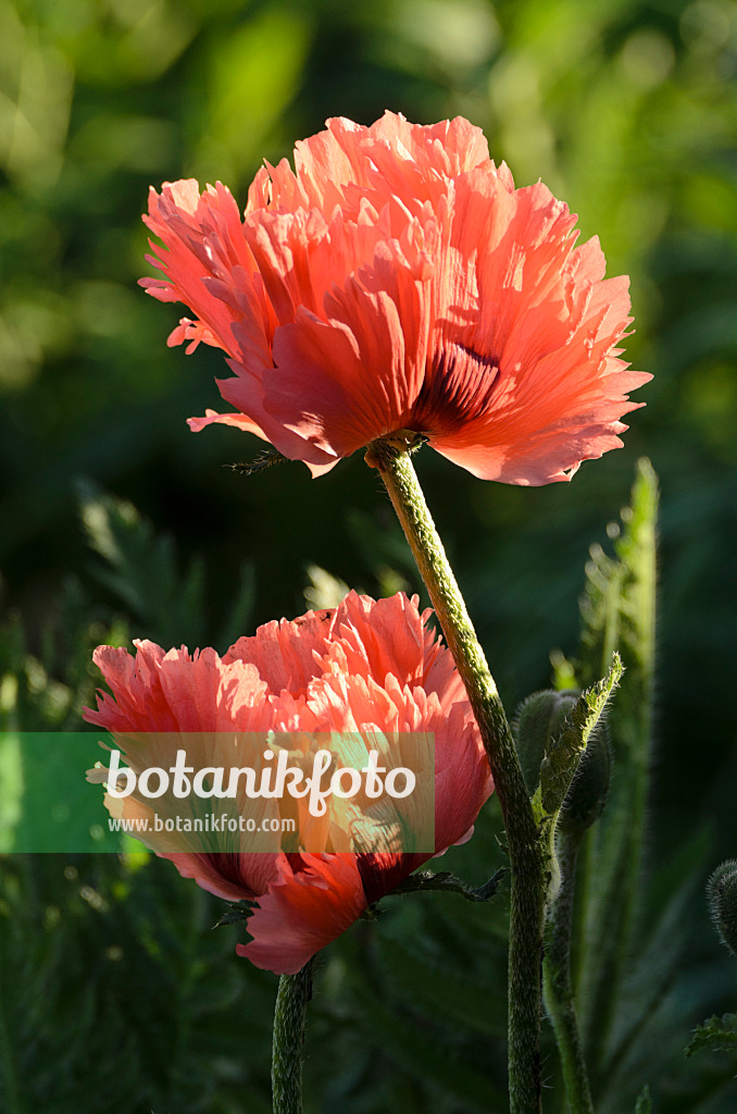 496281 - Oriental poppy (Papaver orientale 'Pink Ruffles')