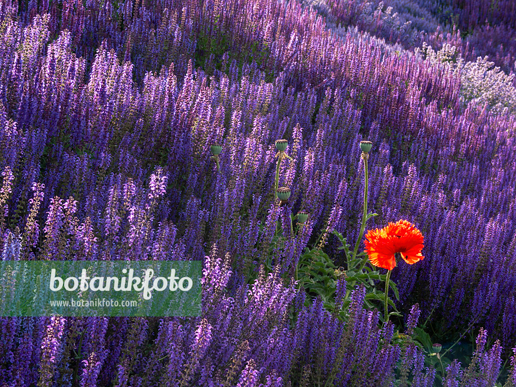 402026 - Oriental poppy (Papaver orientale) and woodland sage (Salvia nemorosa)