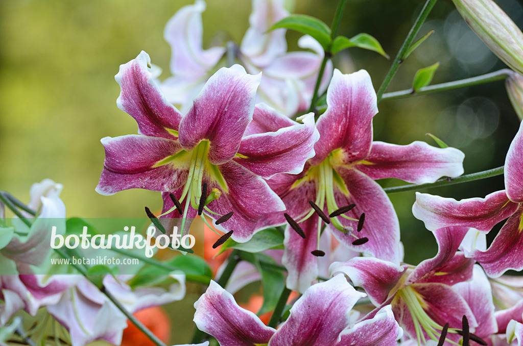 498170 - Oriental trumpet lily (Lilium Erfordia)