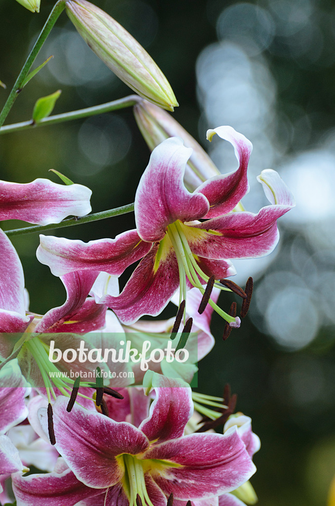 498172 - Oriental trumpet lily (Lilium Erfordia)