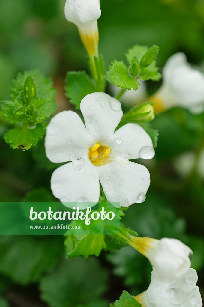 484093 - Ornamental bacopa (Sutera Nova Big White)