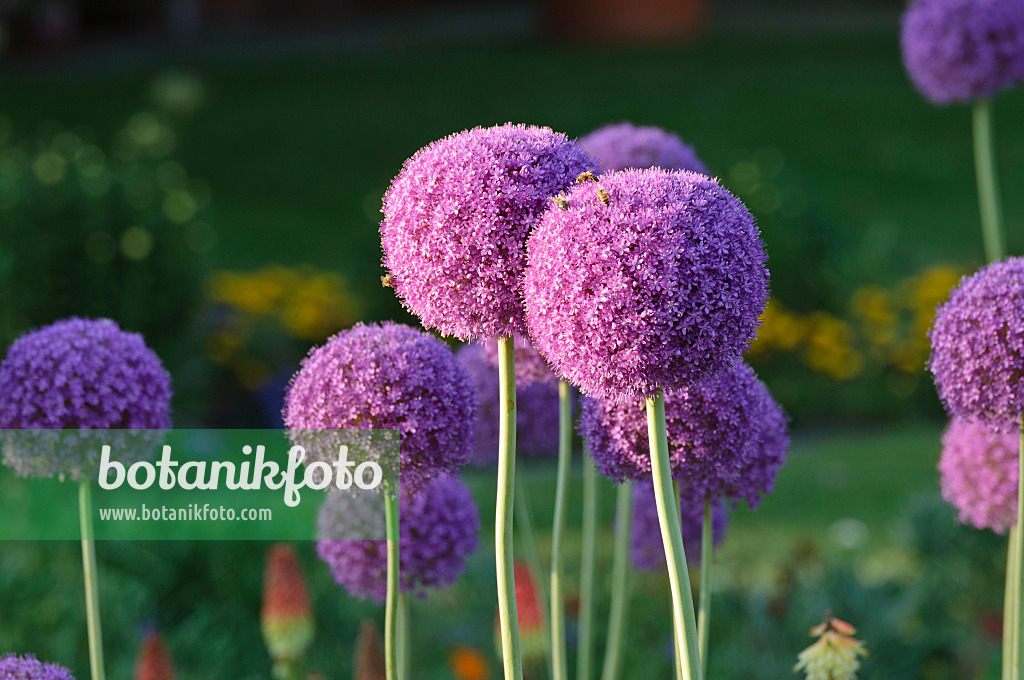 485211 - Ornamental onion (Allium)