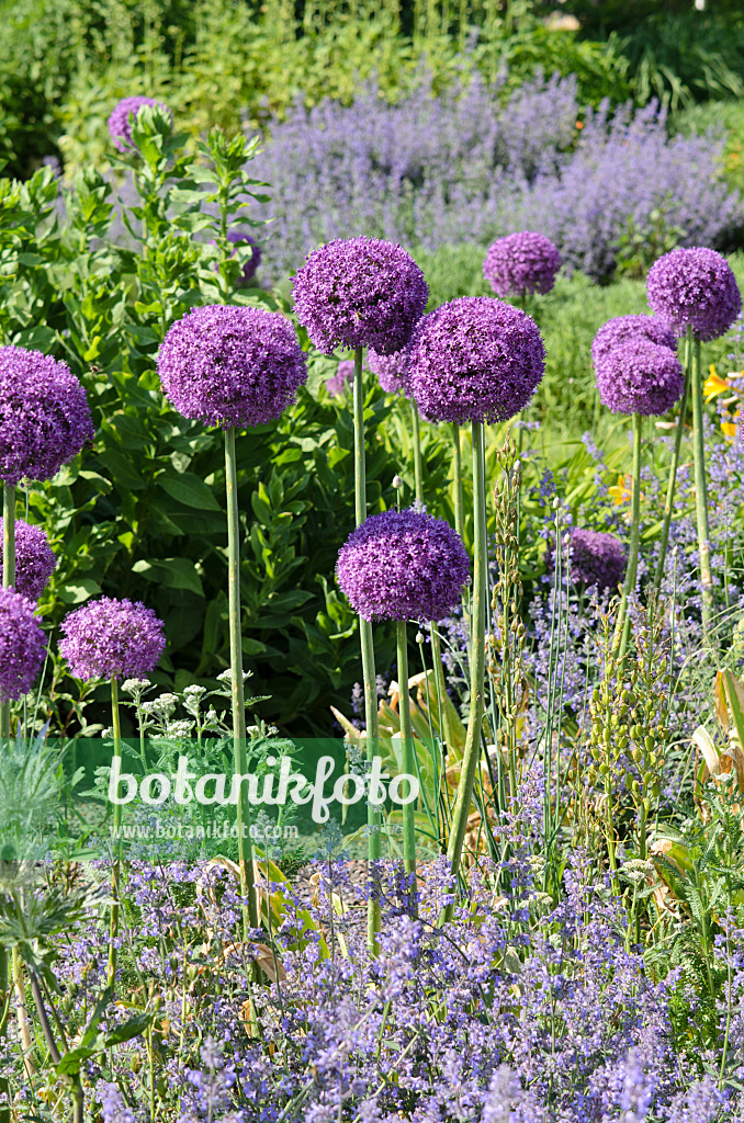 521102 - Ornamental onion (Allium)