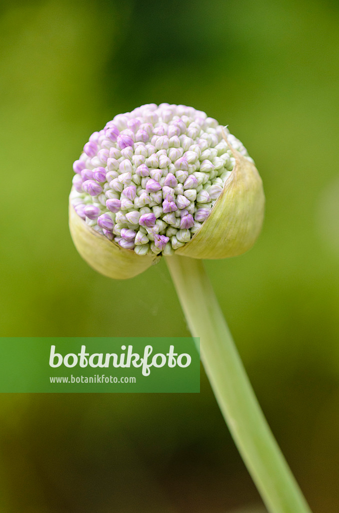 521262 - Ornamental onion (Allium)