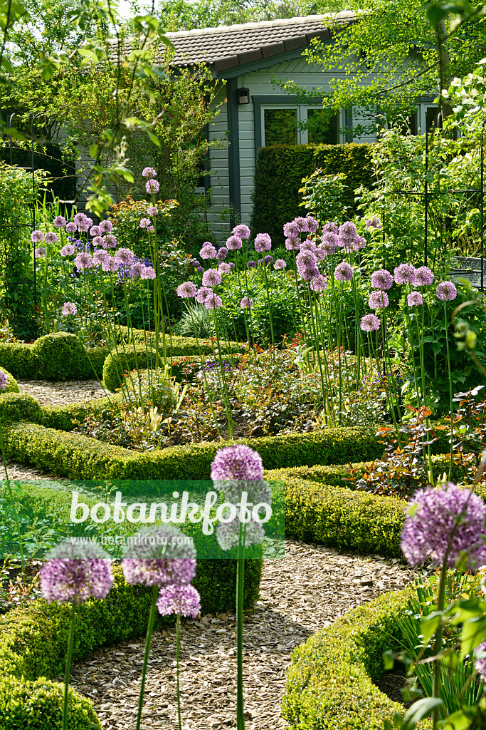 556064 - Ornamental onion (Allium) and boxwoods (Buxus) in a rose garden