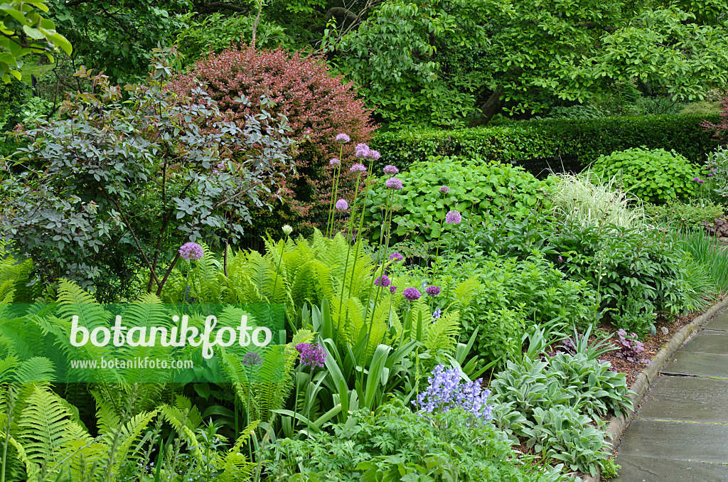 508133 - Ornamental onion (Allium) and common male fern (Dryopteris filix-mas)