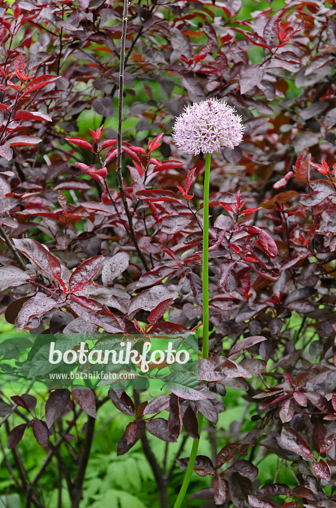 508126 - Ornamental onion (Allium) and purple leaf barberry (Berberis thunbergii 'Atropurpurea')