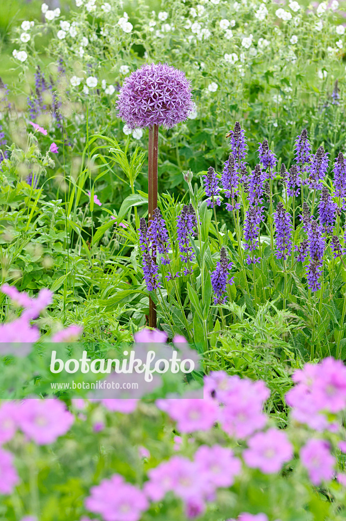 485043 - Ornamental onion (Allium), sage (Salvia) and cranesbill (Geranium)