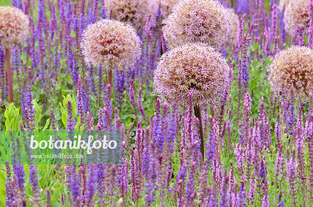 521266 - Ornamental onion (Allium) and sages (Salvia)