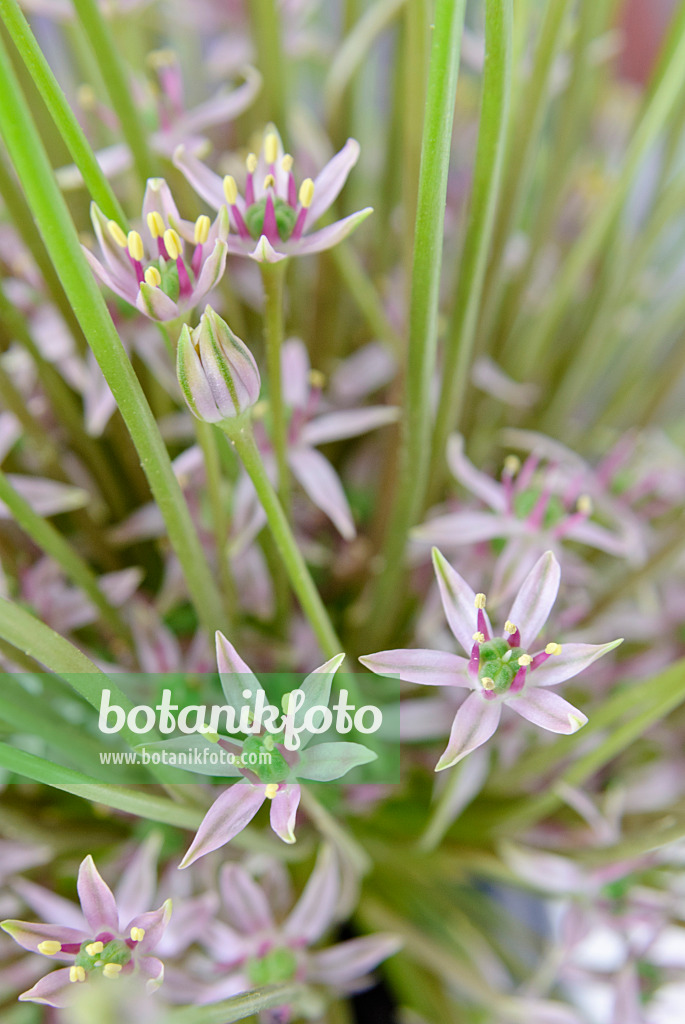 481002 - Ornamental onion (Allium schubertii)