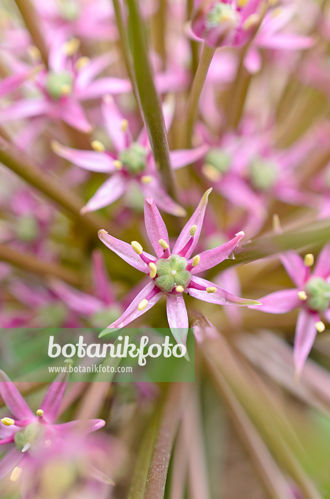 508161 - Ornamental onion (Allium schubertii)