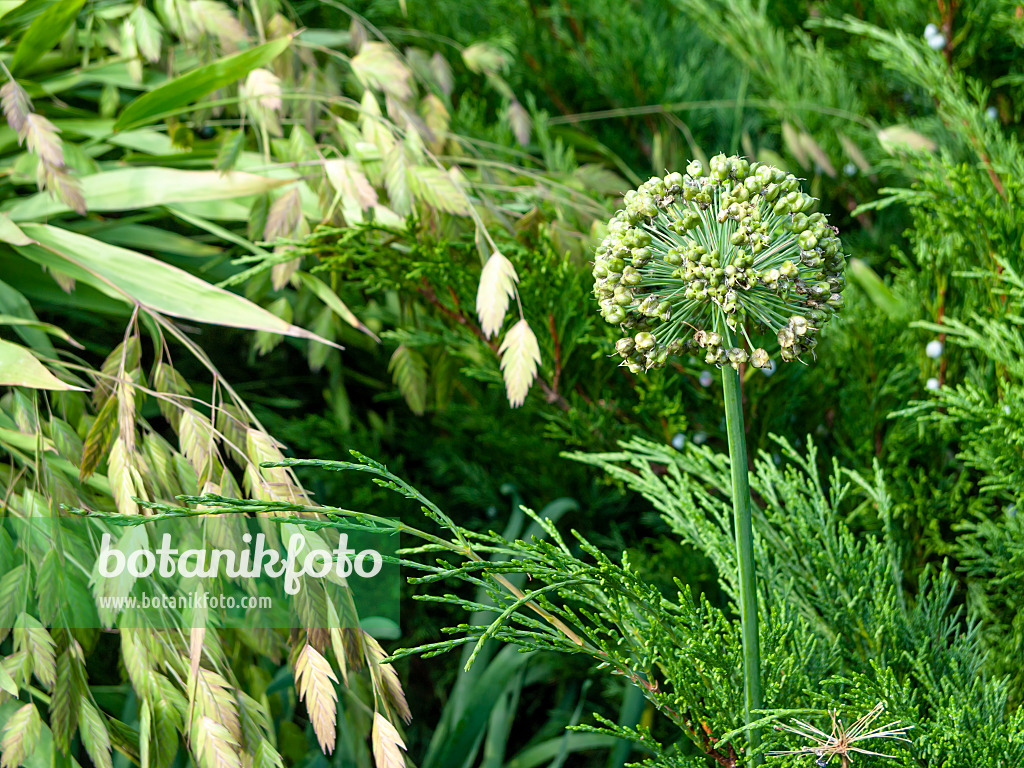 464018 - Ornamental onion (Allium schubertii), bamboo grass (Chasmanthium latifolium syn. Uniola latifolia) and juniper (Juniperus)