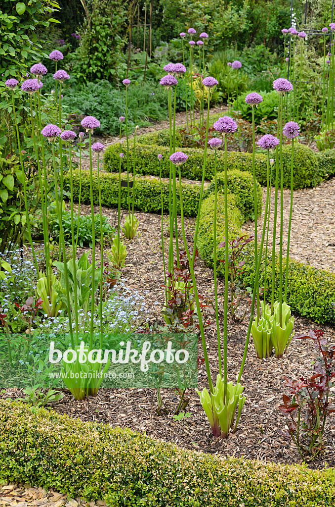 544126 - Ornamental onion (Allium) with cut leaves