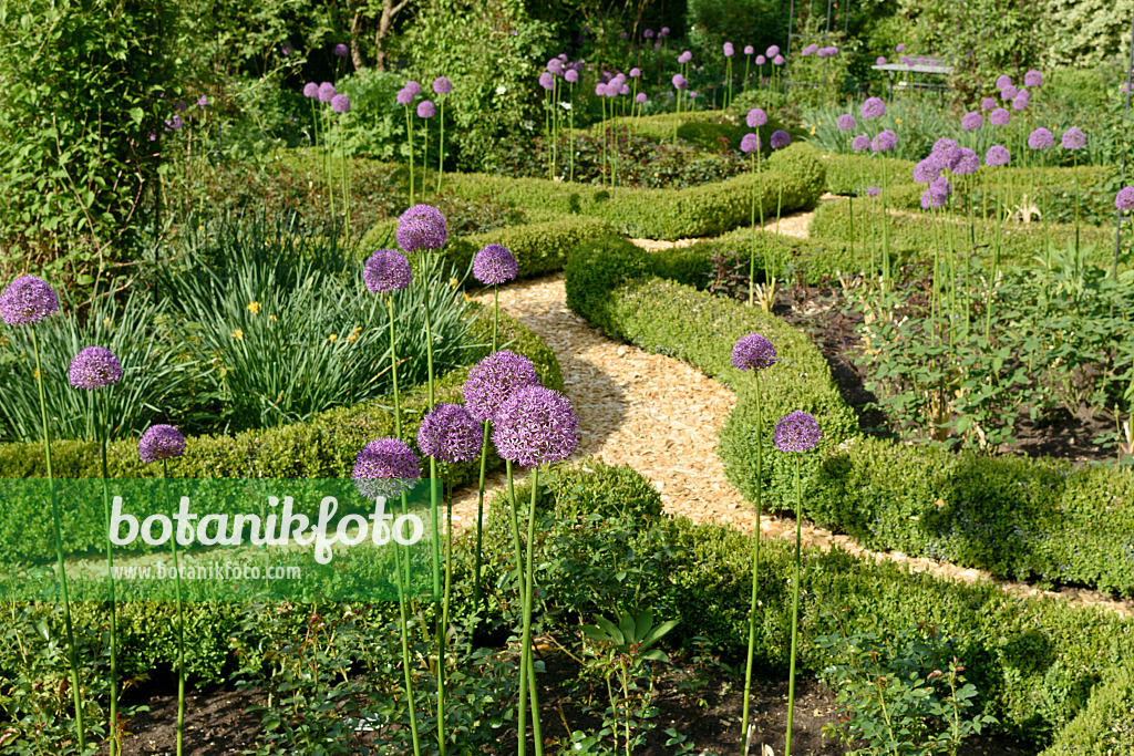 568013 - Ornamental onions (Allium) and boxwoods (Buxus) in a rose garden