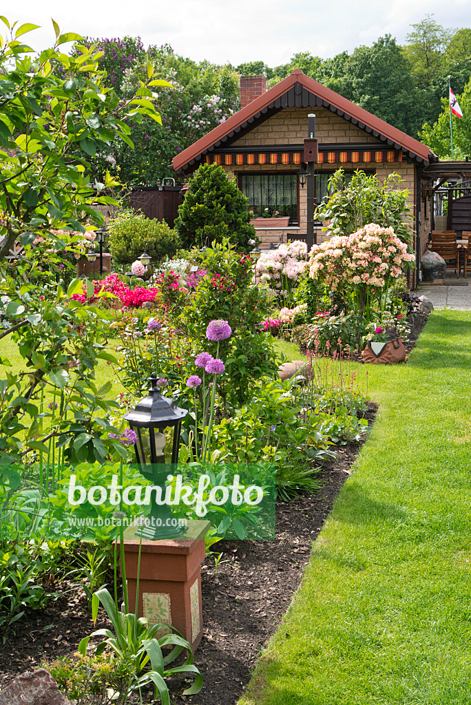 532019 - Ornamental onions (Allium) and rhododendrons (Rhododendron) in an allotment garden