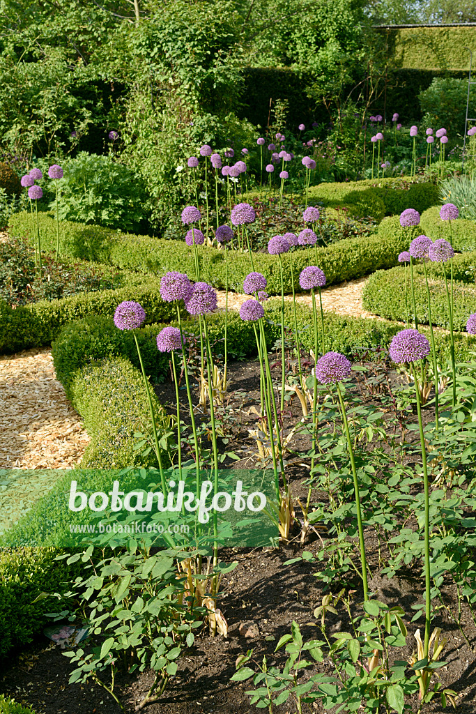 568011 - Ornamental onions (Allium) with cut leaves