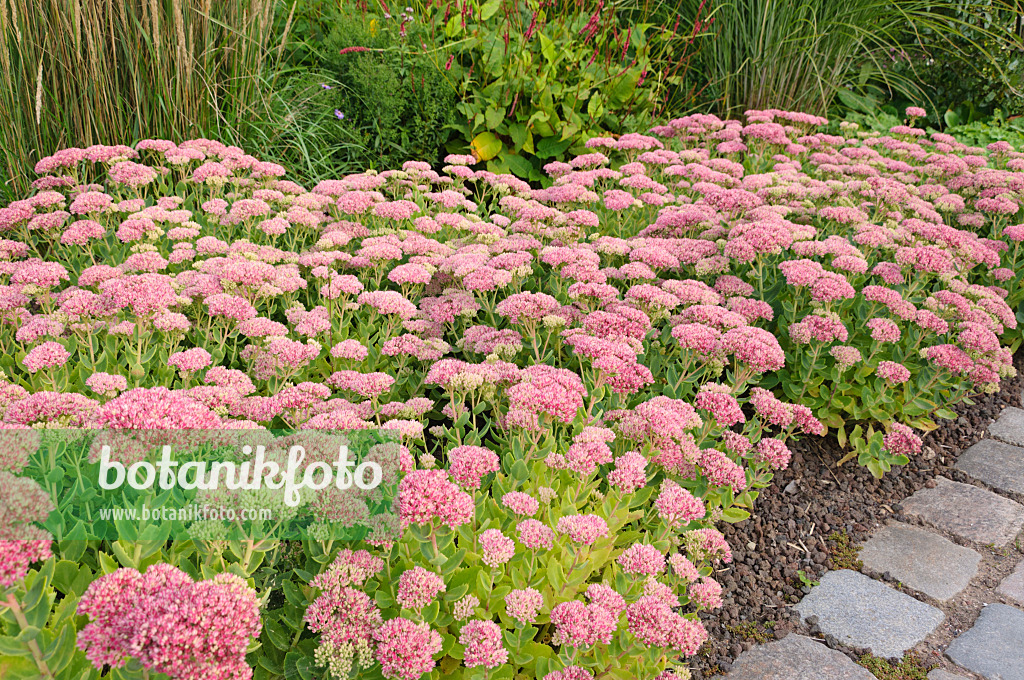 488062 - Orpine (Sedum telephium 'Herbstfreude' syn. Hylotelephium telephium 'Herbstfreude')