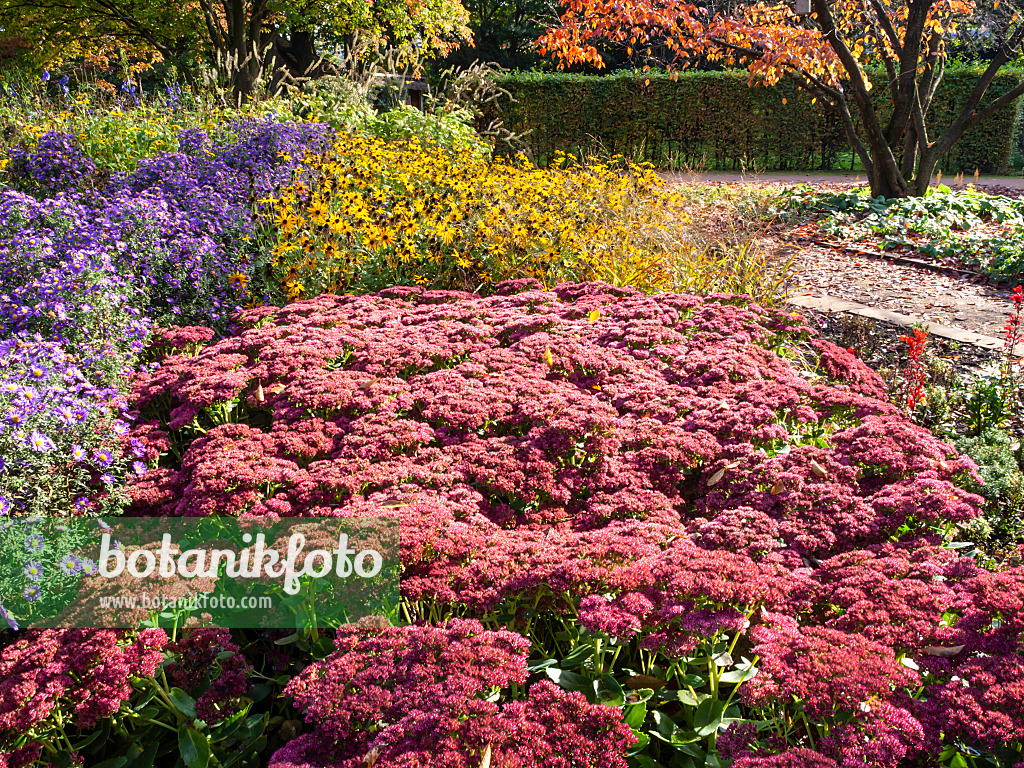 465179 - Orpine (Sedum telephium syn. Hylotelephium telephium), asters (Aster) and cone flowers (Rudbeckia)