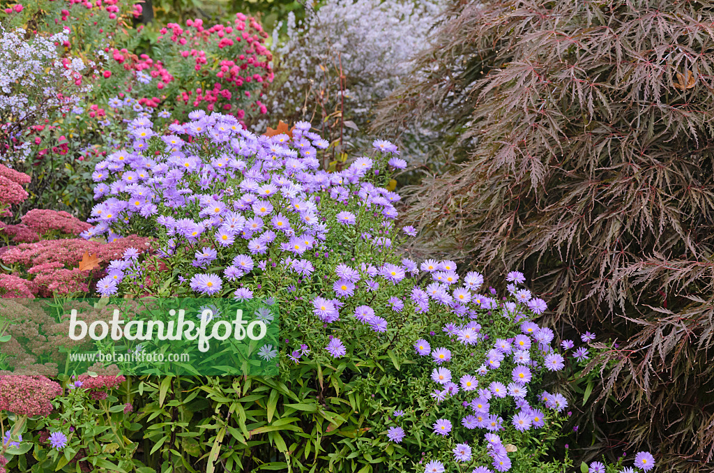 537001 - Orpine (Sedum telephium syn. Hylotelephium telephium), asters (Aster) and Japanese maple (Acer palmatum)