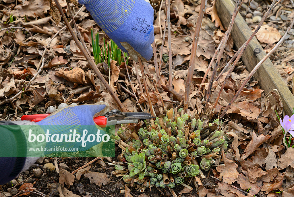 554025 - Orpine (Sedum telephium syn. Hylotelephium telephium), pruning in spring