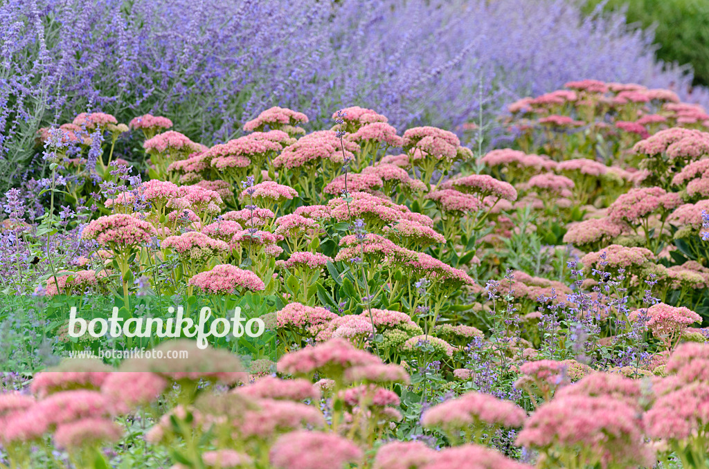 572043 - Orpine (Sedum telephium syn. Hylotelephium telephium) and Russian sage (Perovskia)