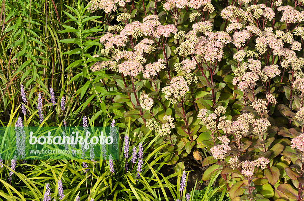 499122 - Orpine (Sedum telephium 'Matrona' syn. Hylotelephium telephium 'Matrona') and big blue lily turf (Liriope muscari)