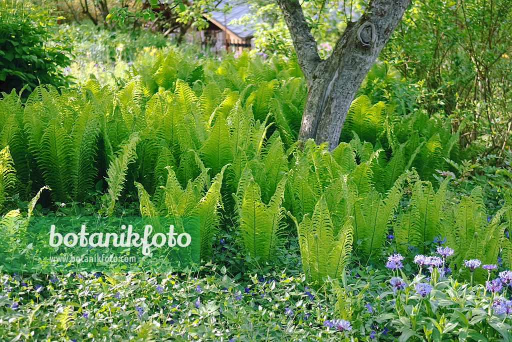 490031 - Ostrich fern (Matteuccia struthiopteris)