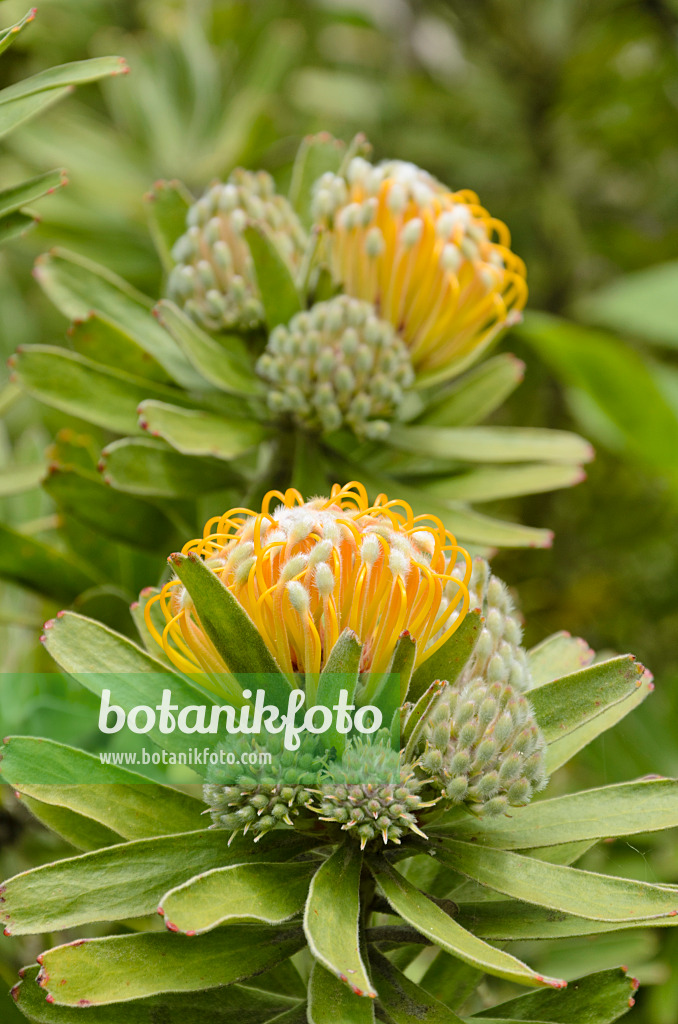 508499 - Oudtshoorn pincushion (Leucospermum erubescens)