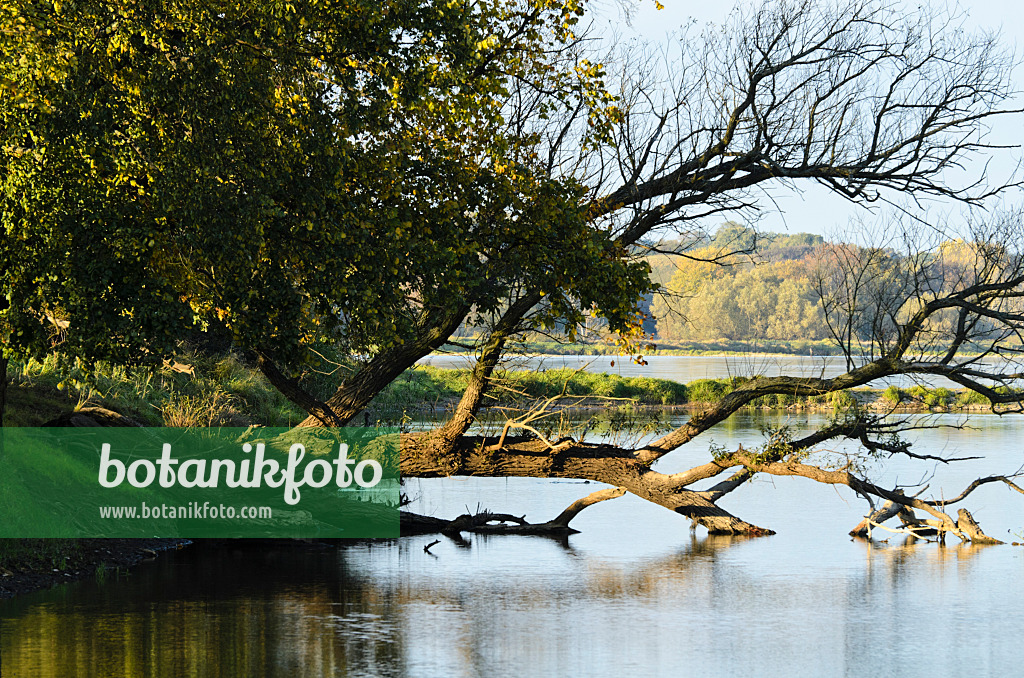 501143 - Overturned tree in an alluvial landscape, Oderwiesen Nature Reserve, Frankfurt an der Oder, Germany