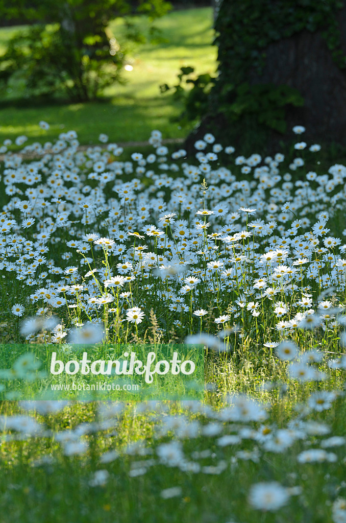 496365 - Oxeye daisy (Leucanthemum vulgare)