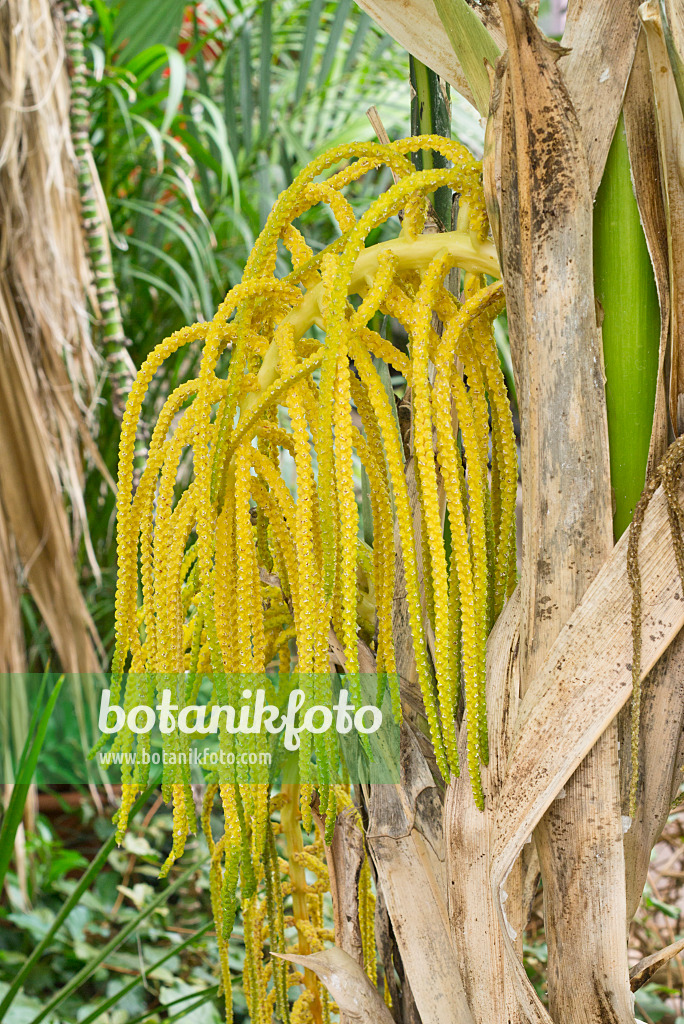 566101 - Pacaya palm (Chamaedorea tepejilote) with male inflorescences