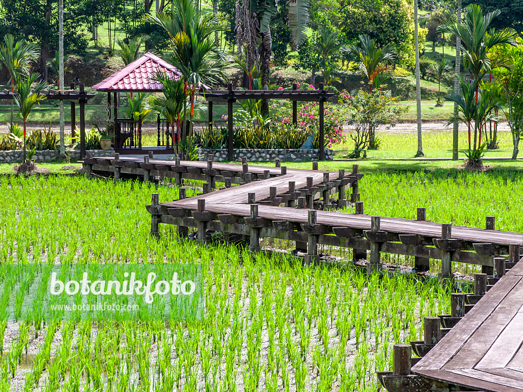 434338 - Paddy field, Taman Pertanian, Shah Alam, Malaysia