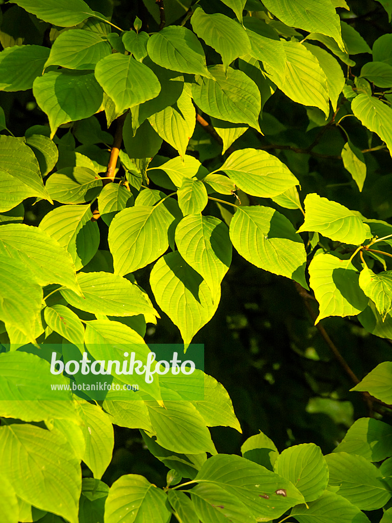 429117 - Pagoda dogwood (Cornus alternifolia)