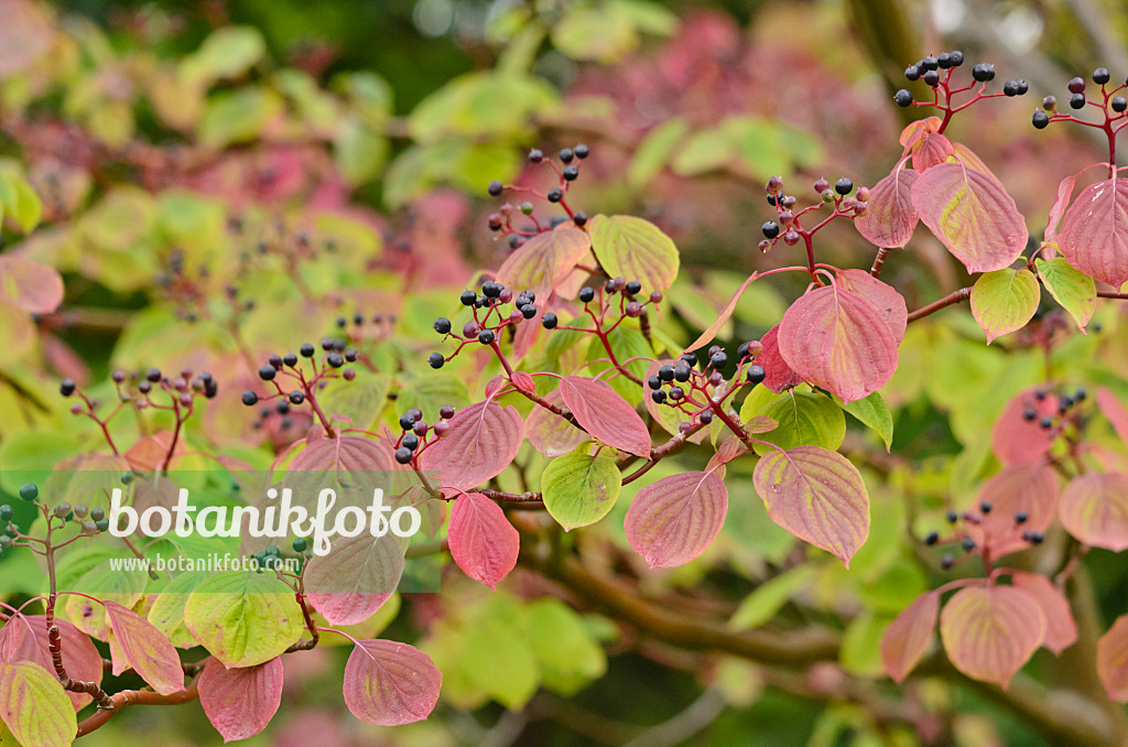 523143 - Pagoda dogwood (Cornus alternifolia)