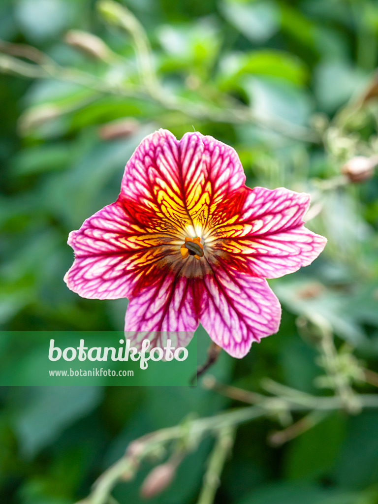 441045 - Painted tongue (Salpiglossis sinuata)