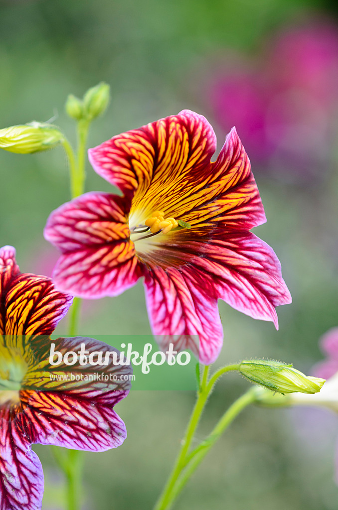 522088 - Painted tongue (Salpiglossis sinuata)