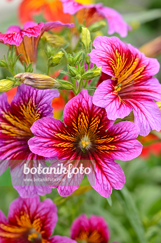 533512 - Painted tongue (Salpiglossis sinuata 'Royale Mixed')