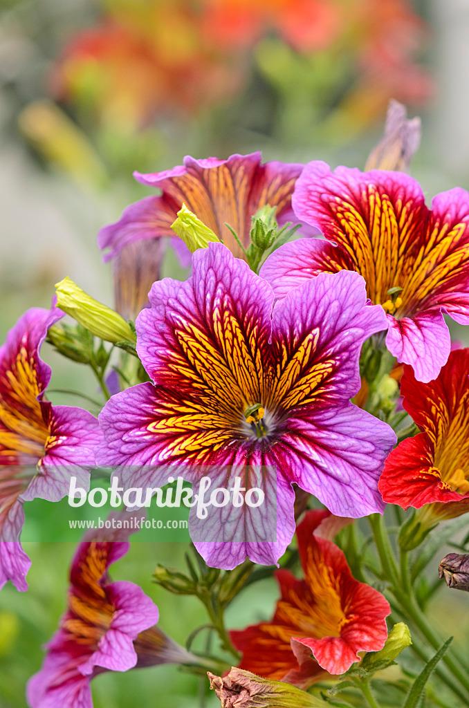 533514 - Painted tongue (Salpiglossis sinuata 'Royale Mixed')