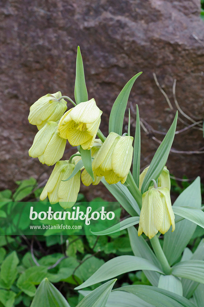 471248 - Pale-flowered fritillary (Fritillaria pallidiflora)