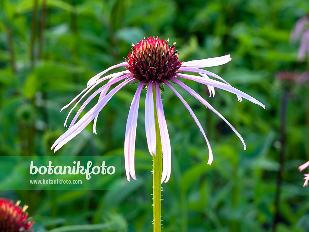 461171 - Pale purple cone flower (Echinacea pallida)