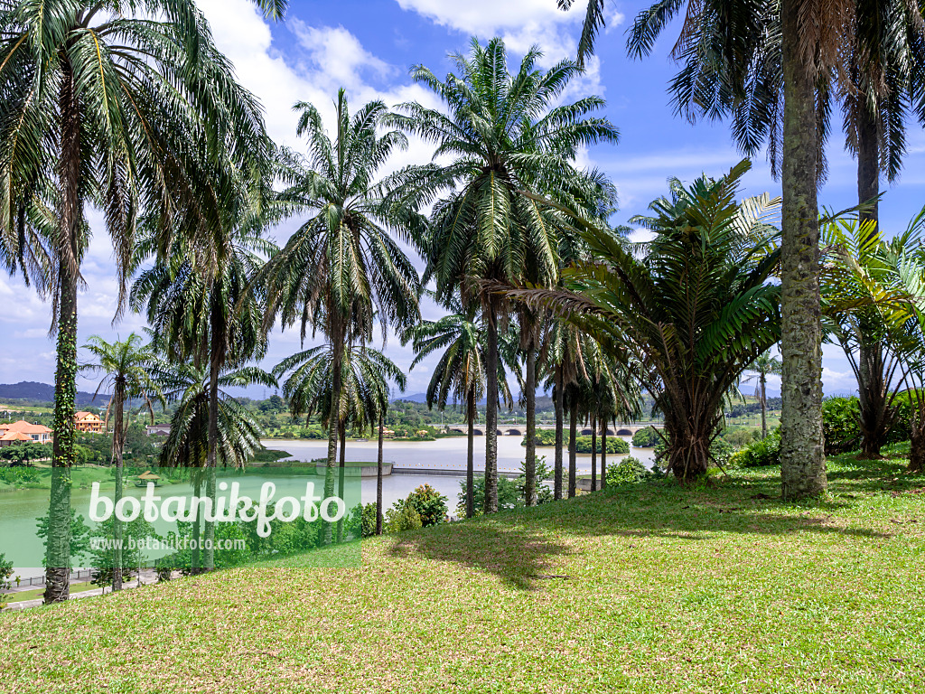 434325 - Palm trees on a hill overlooking Putrajaya, Malaysia