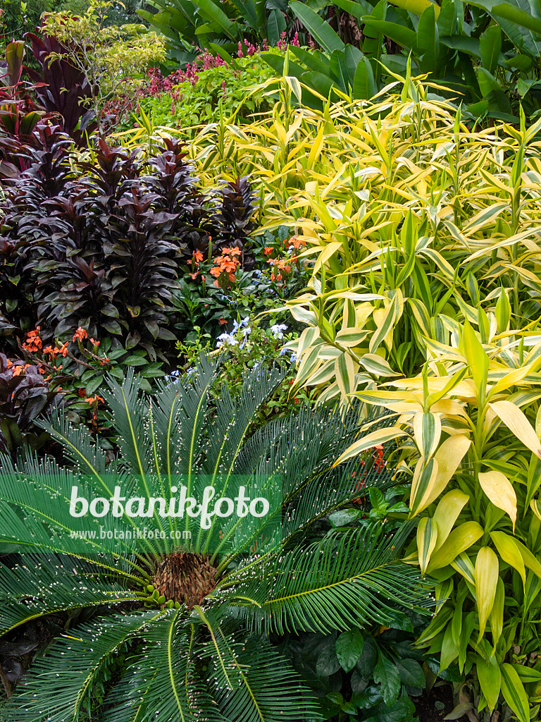 411101 - Palm trees with lush, dense planting in a tropical garden