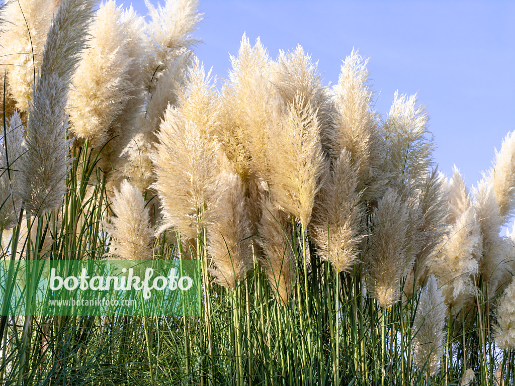 465188 - Pampas grass (Cortaderia selloana)