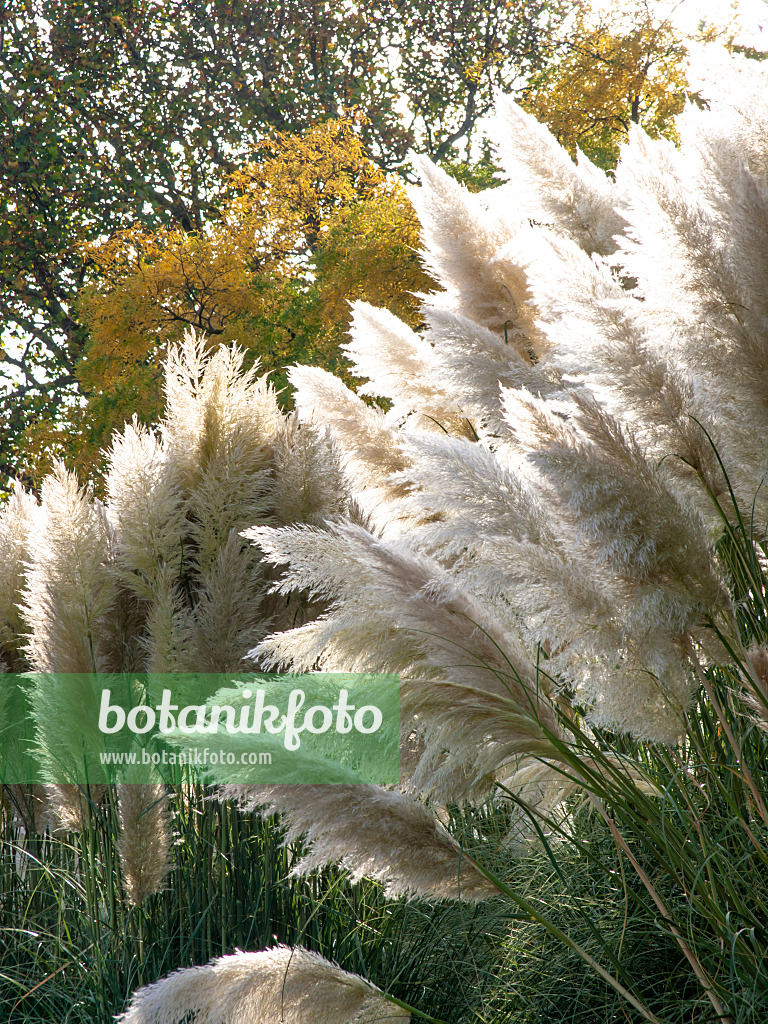 465190 - Pampas grass (Cortaderia selloana)