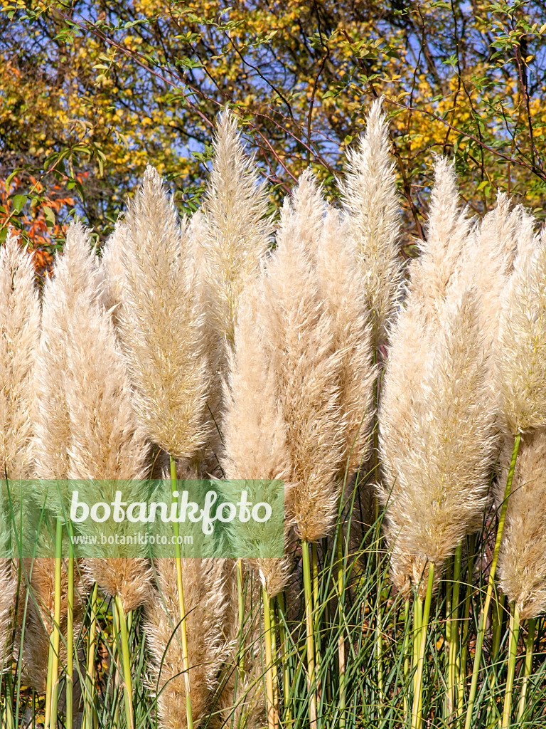 465268 - Pampas grass (Cortaderia selloana)